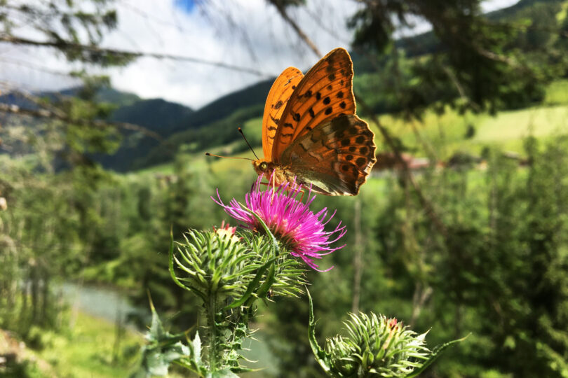 Ein orangefarbener Schmetterling sitzt auf einer pinken Distelblüte inmitten einer grünen Berglandschaft. Im Hintergrund sind Bäume, Wiesen und ein Fluss zu sehen, die Szene wirkt sommerlich und friedlich.