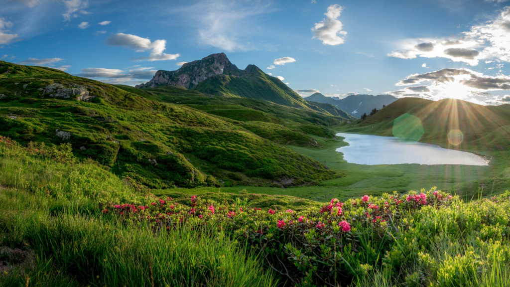 Ein malerisches Alpenpanorama mit sanft geschwungenen, saftig grünen Hügeln, einem klaren Bergsee und einer dramatischen Bergkulisse im Hintergrund. Die Sonne geht hinter einem Hügel unter und wirft goldene Strahlen über die Landschaft. Im Vordergrund blühen leuchtend pinke Alpenrosen, die dem Bild farbliche Akzente verleihen. Der Himmel ist mit vereinzelten Wolken geschmückt und verstärkt die idyllische Stimmung.