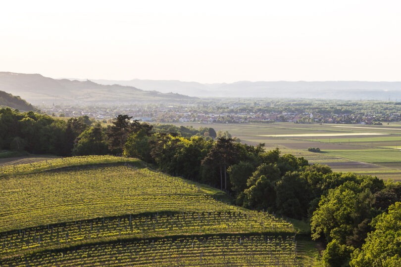Blick über eine sanft hügelige Landschaft mit Weinbergen im Vordergrund und einem Streifen Mischwald. Im Hintergrund erstreckt sich eine weitläufige Ebene mit Feldern, Dörfern und einer Gebirgskette in der Ferne unter klarem Himmel.