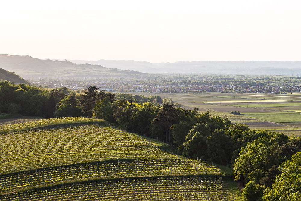 Blick über eine sanft hügelige Landschaft mit Weinbergen im Vordergrund und einem Streifen Mischwald. Im Hintergrund erstreckt sich eine weitläufige Ebene mit Feldern, Dörfern und einer Gebirgskette in der Ferne unter klarem Himmel.