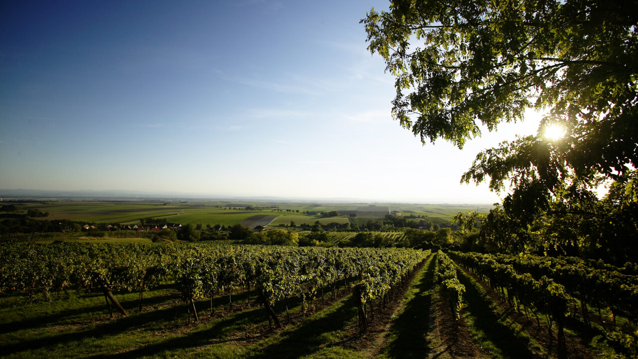 Sonniger Ausblick über gepflegte Weingärten in sanfter Hügellandschaft. Die Reben werfen lange Schatten auf den Boden, im Vordergrund ein Baum mit Sonnenlicht, das durch die Blätter scheint. Im Hintergrund weite Felder und Dörfer unter klarem, blauem Himmel.
