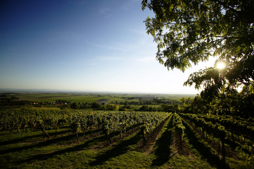 Sonniger Ausblick über gepflegte Weingärten in sanfter Hügellandschaft. Die Reben werfen lange Schatten auf den Boden, im Vordergrund ein Baum mit Sonnenlicht, das durch die Blätter scheint. Im Hintergrund weite Felder und Dörfer unter klarem, blauem Himmel.