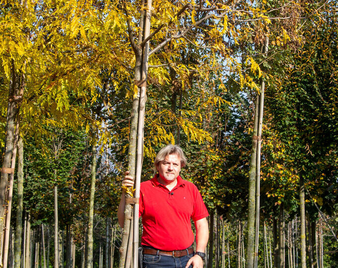 Ein Mann im roten Poloshirt steht in einer Baumschule neben einem jungen Baum mit gelb verfärbtem Herbstlaub. Er hält den Stamm locker mit einer Hand. Im Hintergrund sind weitere junge Bäume in Reihen gepflanzt, der Boden ist unbedeckt, die Sonne scheint.