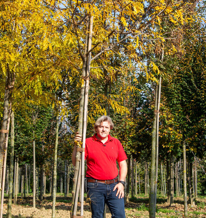 Ein Mann im roten Poloshirt steht in einer Baumschule neben einem jungen Baum mit gelb verfärbtem Herbstlaub. Er hält den Stamm locker mit einer Hand. Im Hintergrund sind weitere junge Bäume in Reihen gepflanzt, der Boden ist unbedeckt, die Sonne scheint.