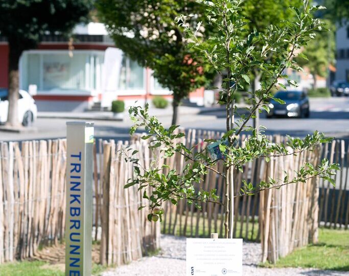 Ein junger Obstbaum mit einem Hinweisschild ist auf einer grünen Rasenfläche in einer urbanen Umgebung gepflanzt. Dahinter befindet sich ein moderner Trinkbrunnen mit der Aufschrift „TRINKBRUNNEN“ und ein rustikaler Zaun aus Holzästen. Im Hintergrund sind Straßen, Autos und Gebäude zu sehen.