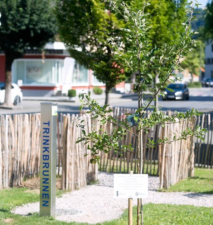 Ein junger Obstbaum mit einem Hinweisschild ist auf einer grünen Rasenfläche in einer urbanen Umgebung gepflanzt. Dahinter befindet sich ein moderner Trinkbrunnen mit der Aufschrift „TRINKBRUNNEN“ und ein rustikaler Zaun aus Holzästen. Im Hintergrund sind Straßen, Autos und Gebäude zu sehen.