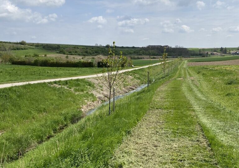 Das Bild zeigt eine frisch angelegte Baumreihe entlang eines kleinen Wassergrabens in einer offenen, landwirtschaftlich geprägten Landschaft. Junge Bäume wurden gepflanzt und mit Pfählen gestützt. Daneben verläuft ein frisch gemähter Grasweg unter leicht bewölktem Himmel.