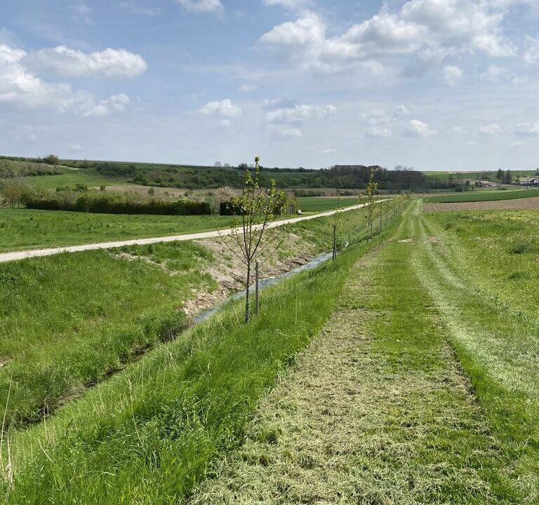 Das Bild zeigt eine frisch angelegte Baumreihe entlang eines kleinen Wassergrabens in einer offenen, landwirtschaftlich geprägten Landschaft. Junge Bäume wurden gepflanzt und mit Pfählen gestützt. Daneben verläuft ein frisch gemähter Grasweg unter leicht bewölktem Himmel.