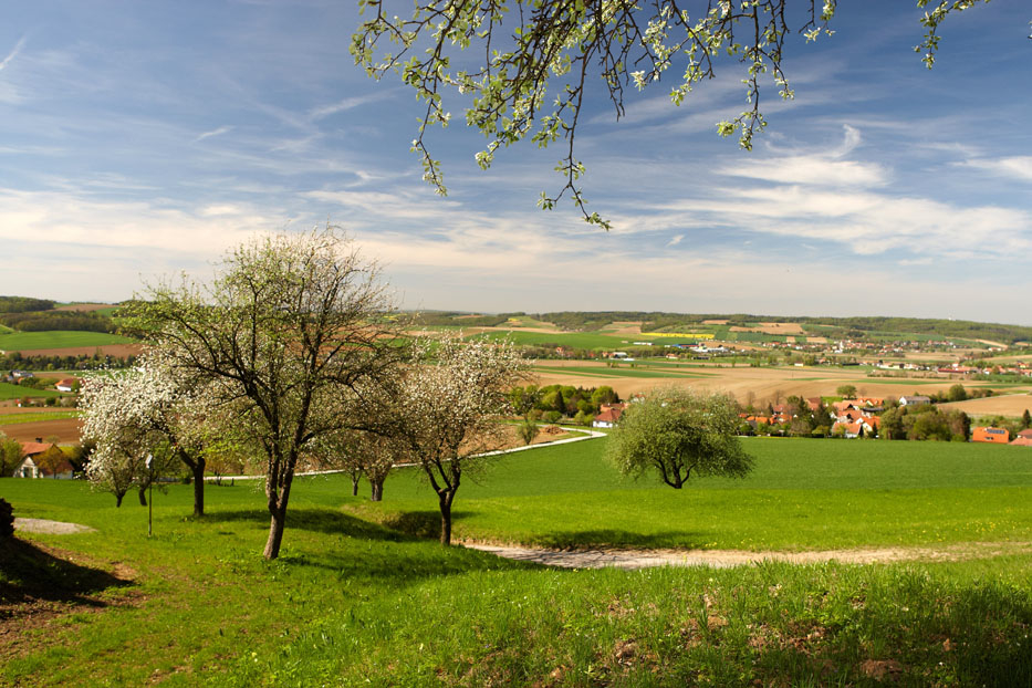Landschaft und Natur mit Baum im Wienerwald