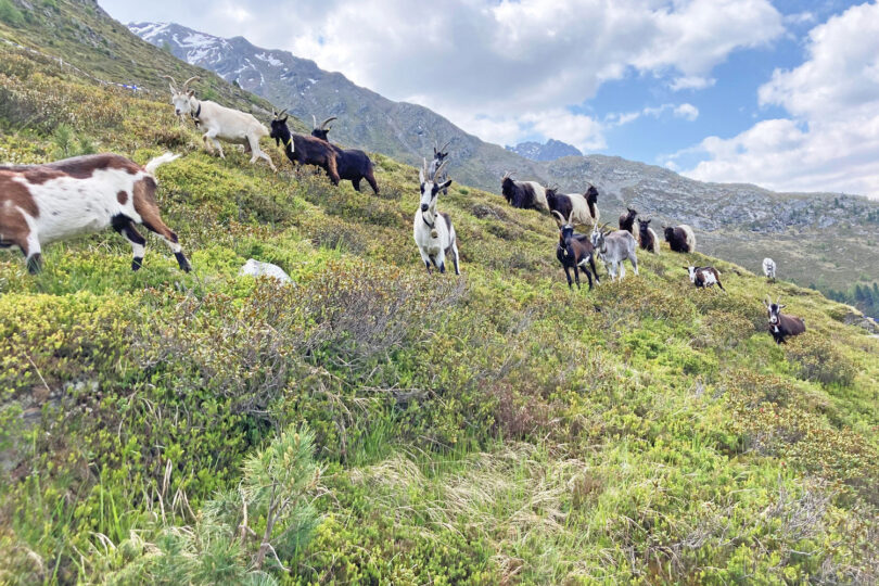 Ziegen bei der Beweidung