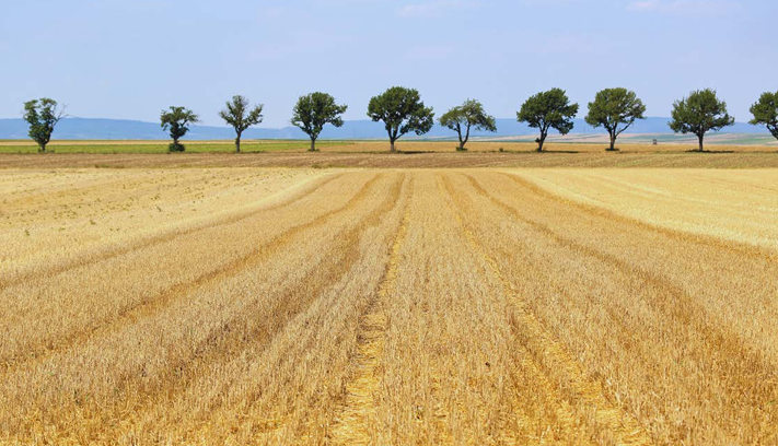 Foto: Eine sehr trockene sommerliche Landschaft mit abgeerntetem Feld im Vordergrund und einer Baumreihe am Horizont.